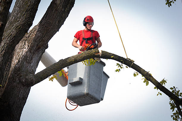 Reliable Pine Hills, FL Tree Service Solutions